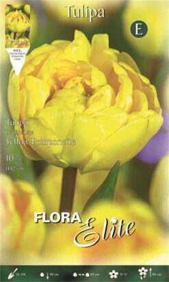 Τουλίπα "Yellow Pompennete"