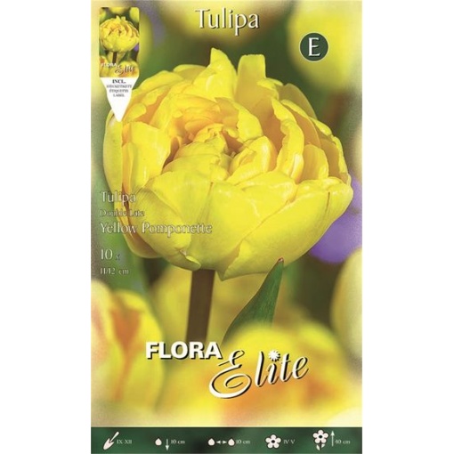 Τουλίπα "Yellow Pompennete" 1 Τουλίπα "Yellow Pompennete"