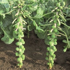 Λάχανο Βρυξελλών Marte F1(ex. Franklin) | 2500 Σπόρων 3 Brussels Sprouts Marte SQ 900x900 1