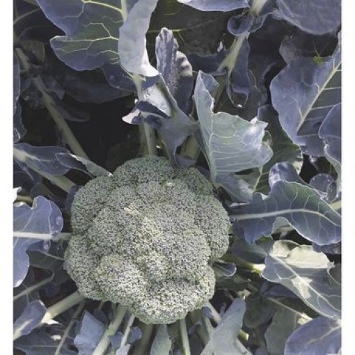 broccoli sacramento 25351 low resolution SQ