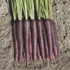 carrots deep purple 3926 low resolution SQ 900x900 result