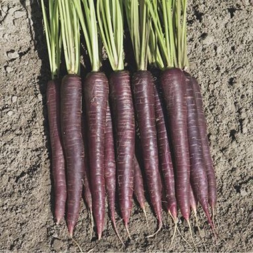 carrots deep purple 3926 low resolution SQ