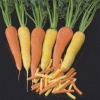 carrots komarno 3074 low resolution SQ 900x900 result