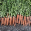 carrots natuna 15496 low resolution SQ 900x900 result