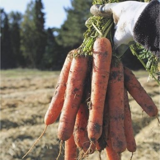 carrots natuna 9904 low resolution SQ