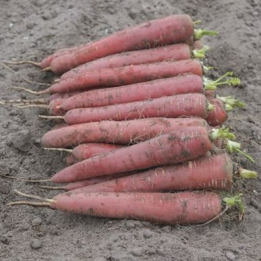 carrots redsun 15088 low resolution SQ