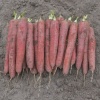 carrots redsun 15125 low resolution SQ 900x900 result