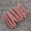 carrots redsun 15145 low resolution SQ 900x900 result