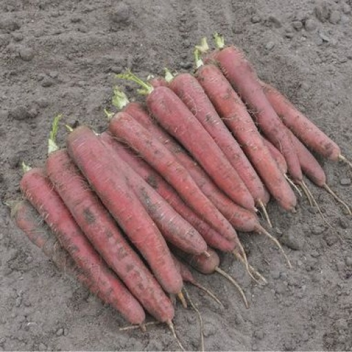carrots redsun 15145 low resolution SQ