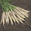 carrots white satin 3325 low resolution SQ 900x900 result