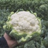 cauliflower adona 8606 low resolution SQ 900x900 result