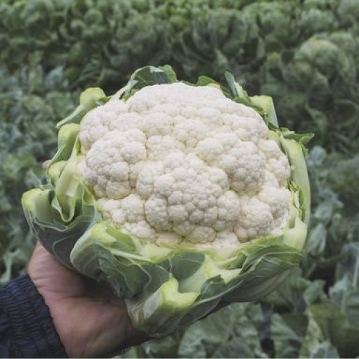 cauliflower adona 8606 low resolution SQ