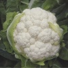 cauliflower autumn winter belot 1593 low resolution SQ 900x900 result