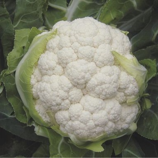 cauliflower autumn winter belot 1593 low resolution SQ