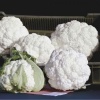 cauliflower balboa 617 low resolution SQ 900x900 result