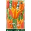 Τουλίπα "Synaeda Orange" 3 image 20 result