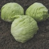 lettuce bonnice 10241 low resolution SQ 900x900 result