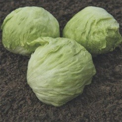 Alternative view of Μαρούλι Iceberg Bonnice | 5000 Pills