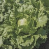 lettuce bonnice 14765 low resolution SQ 900x900 result