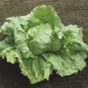 lettuce bonnice 15222 low resolution SQ 900x900 result