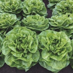 lettuce butterhead manolis 26724 low resolution SQ 900x900 result
