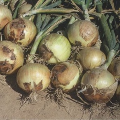 onion yellow makalu 24330 low resolution SQ 900x900 result