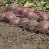 red beet boro 21625 low resolution SQ 900x900 result