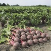 red beet boro 4511 low resolution SQ 900x900 result