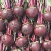 red beet boro 4513 low resolution SQ 900x900 result