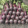 red beet boro 4862 low resolution SQ 900x900 result