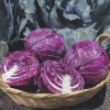 red cabbage ranchero 21299 low resolution SQ 900x900 result