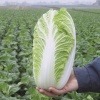 chinese cabbage emiko 4061 low resolution SQ 900x900 result