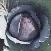red cabbage ranchero 7127 low resolution SQ 900x900 result