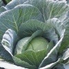 white cabbage excalibur 3414 low resolution SQ 900x900 result
