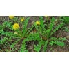 Ραδίκι Taraxacum(Καβουράκι) | 250gr - Image 2
