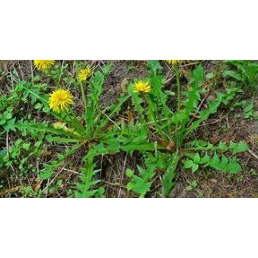 Ραδίκι Taraxacum(Καβουράκι) | 250gr - Image 2