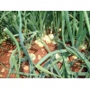 Υβρίδιο Άσπρο Κρεμμύδι Μικρής Ημέρας Early Extra Gold F1| 250.000 Σπόρων - Image 3