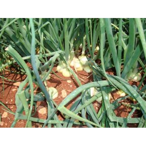 Υβρίδιο Άσπρο Κρεμμύδι Μικρής Ημέρας Early Extra Gold F1| 250.000 Σπόρων - Image 3