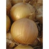 Υβρίδιο Άσπρο Κρεμμύδι Μικρής Ημέρας Early Extra Gold F1| 250.000 Σπόρων - Image 2