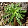 Σπόρος Ραδίκι Taraxacum Ταραξάκο το φαρμακευτικό 6