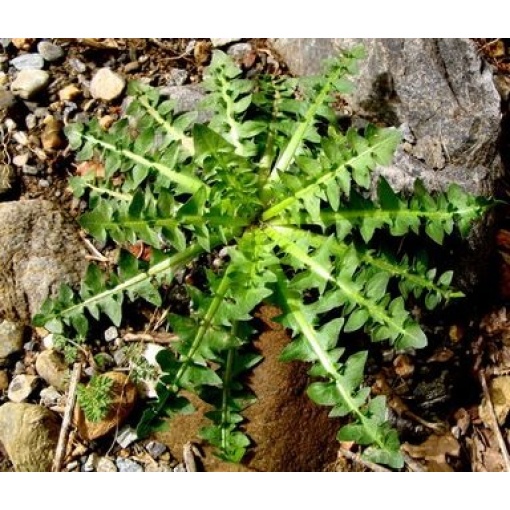 Ραδίκι Taraxacum(Καβουράκι) | 250gr