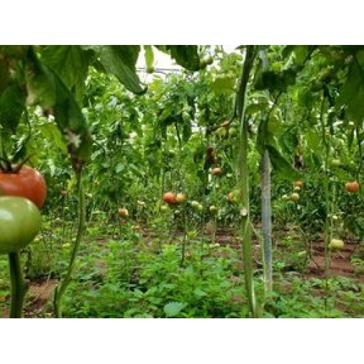Τομάτα Αναρριχώμενη Esperia F1 | 1000 Σπόρων 2 Τομάτα Αναρριχώμενη Esperia F1 | 1000 Σπόρων - Image 2