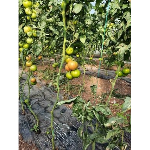 Τομάτα Ροζέ Αναρριχώμενη UG364317 | 1000 Σπόρων