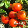 Sannio tomato