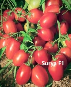 Τομάτα Βιομηχανική Surya F1 | 1000 Σπόρων