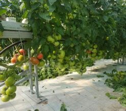 Alternative view of Τομάτα Αναρριχώμενη Ekstasis F1 | 1000 Σπόρων