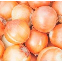 Κρεμμύδι Πρώιμο Μακράς Ημέρας 33018 F1 | 130.000 Σπόρων