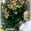 Lilium EMPOLI result