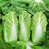 chinese cabbage sumiko 330 low resolution SQ 900x900 result