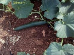 Alternative view of Αγγούρι Μακρύ Maritina F1 | 1000 Σπόρων